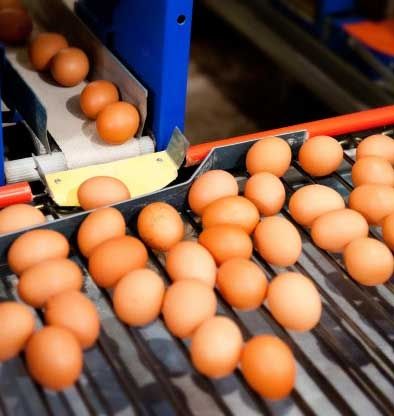 Παραγωγή Εμπορία Αυγών