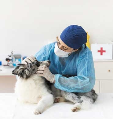 Κτηνίατροι